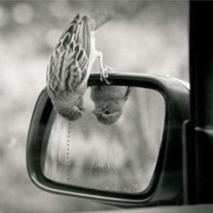 Meet your Posher, Koka